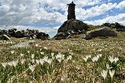 03 Crocus all'omone del Sent. 101